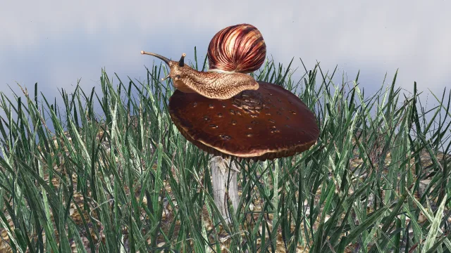 Escargot sur un champignon